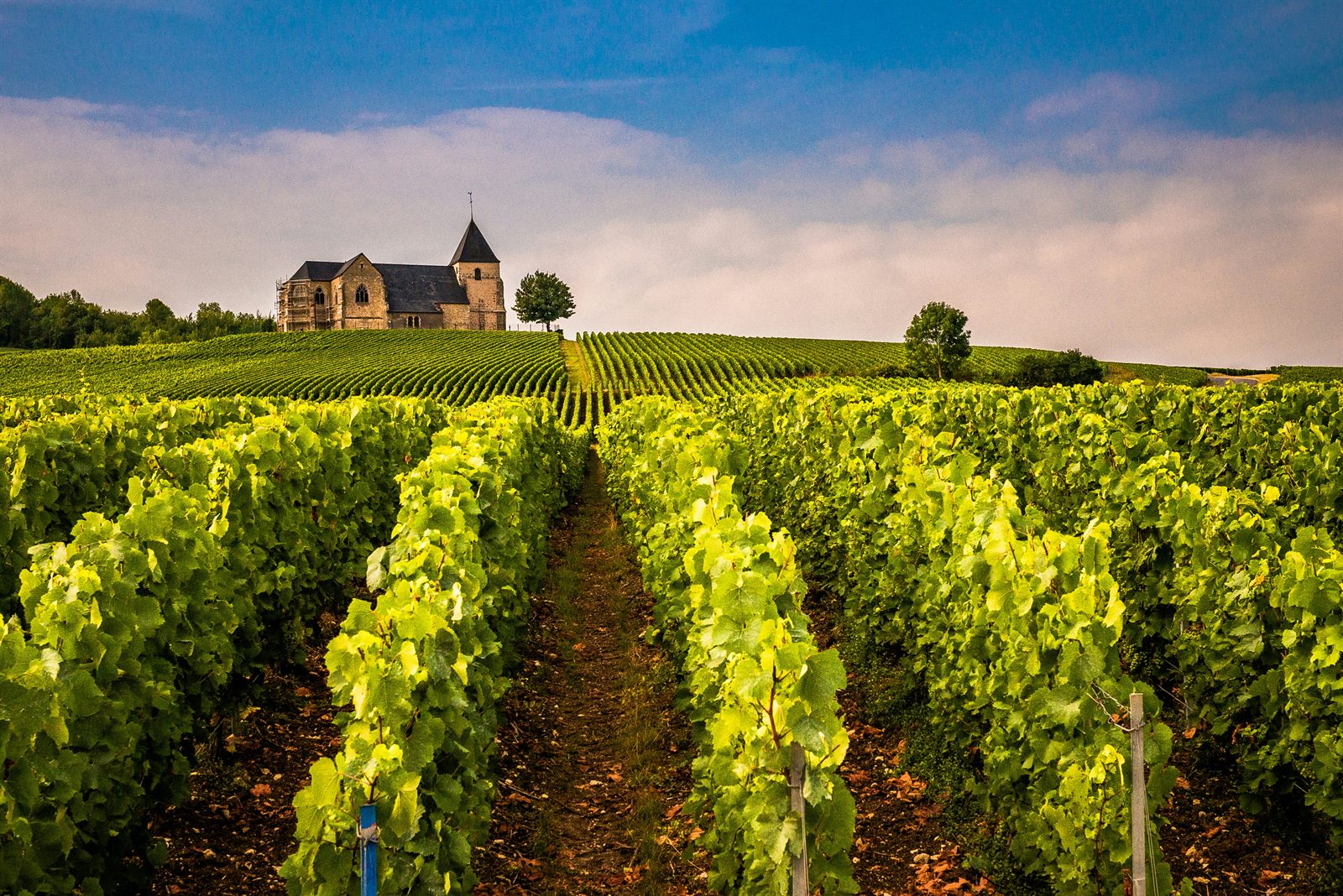 Vignoble de Champagne