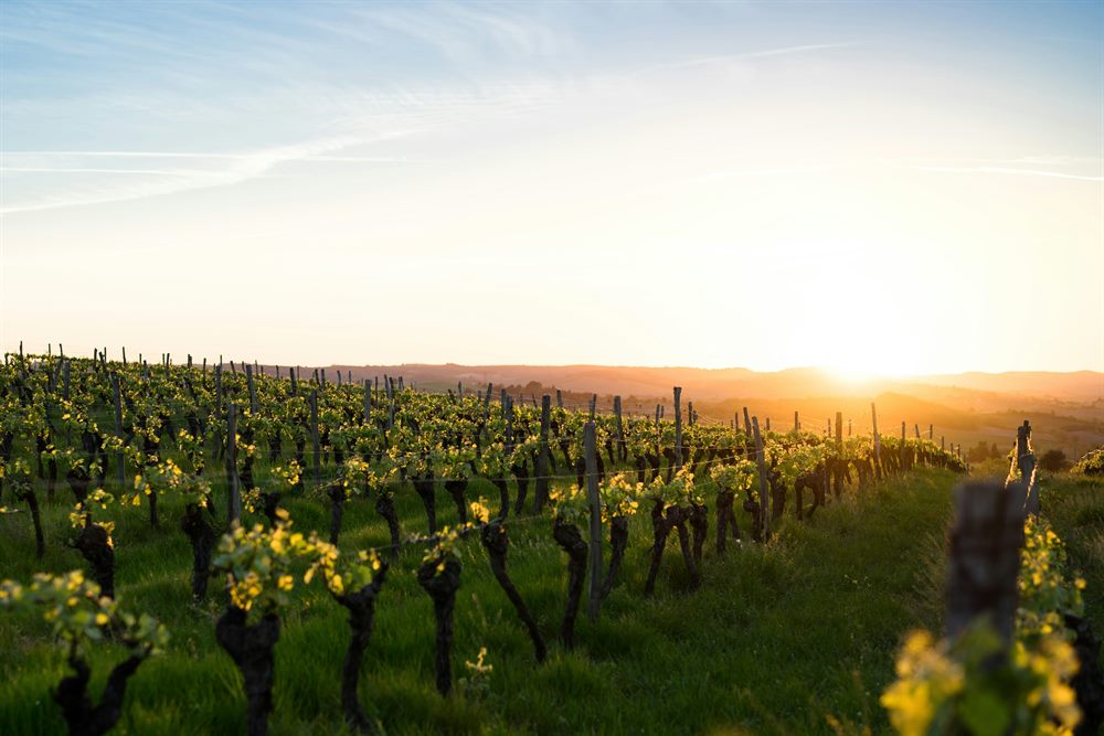 Vignoble de Bourgogne — route des Grands Crus vers Beaune